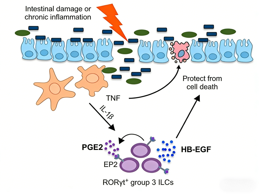 ILC3s通过分泌HB-EGF保护肠上皮：一种对抗TNF介导肠道炎症的新型机制
