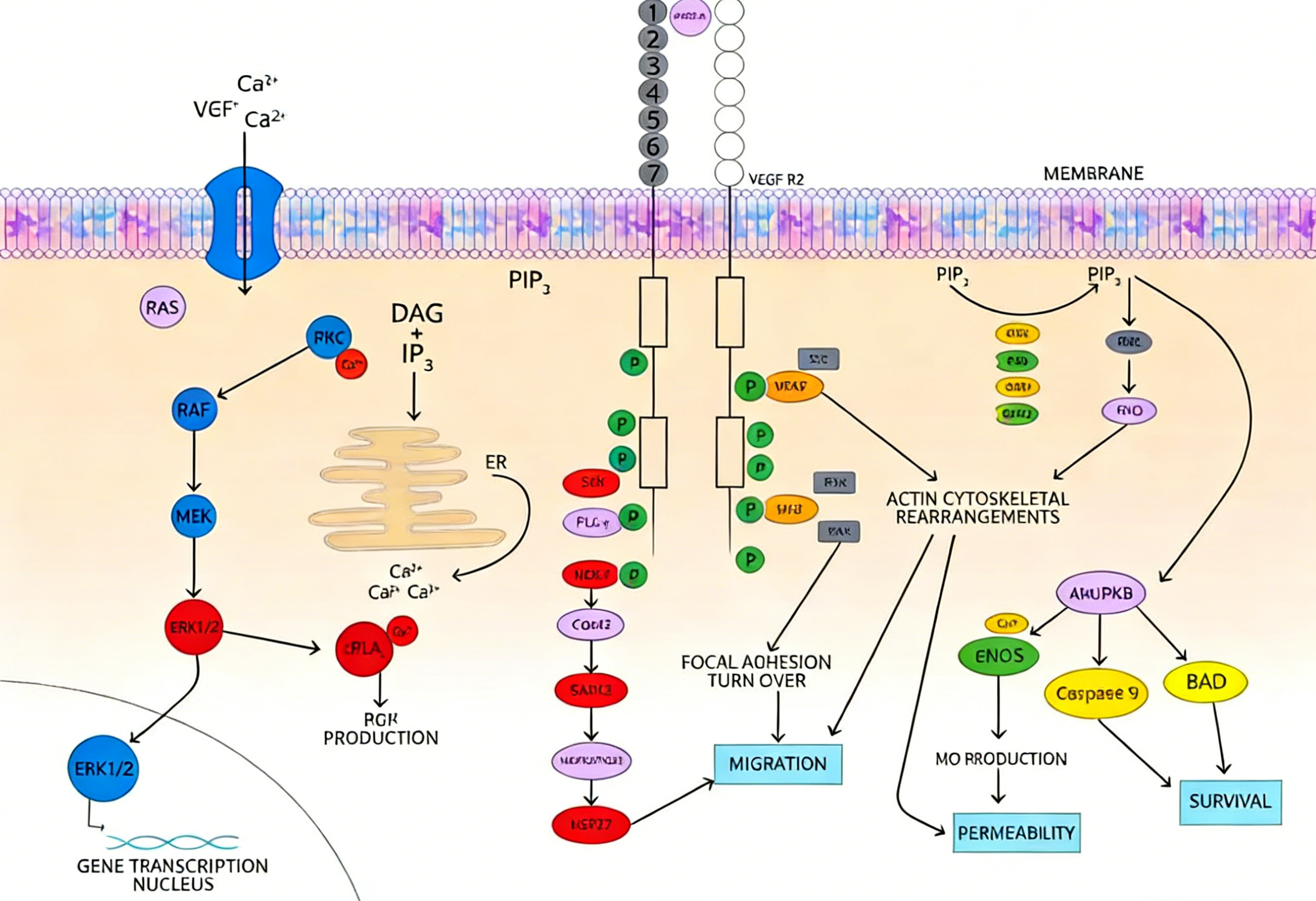 VEGF信号通路：生物学功能、机制与调控靶点