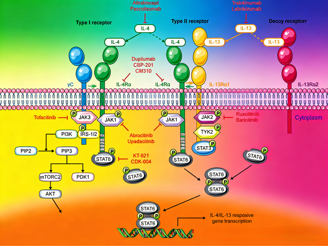 靶向IL-4/IL-13信号通路在慢性鼻窦炎伴鼻息肉中的机制与治疗进展