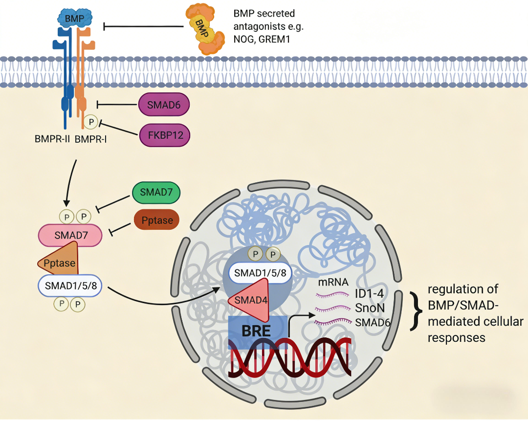 骨形态发生蛋白通路调控、检测技术及其核心抑制剂Noggin的评估应用
