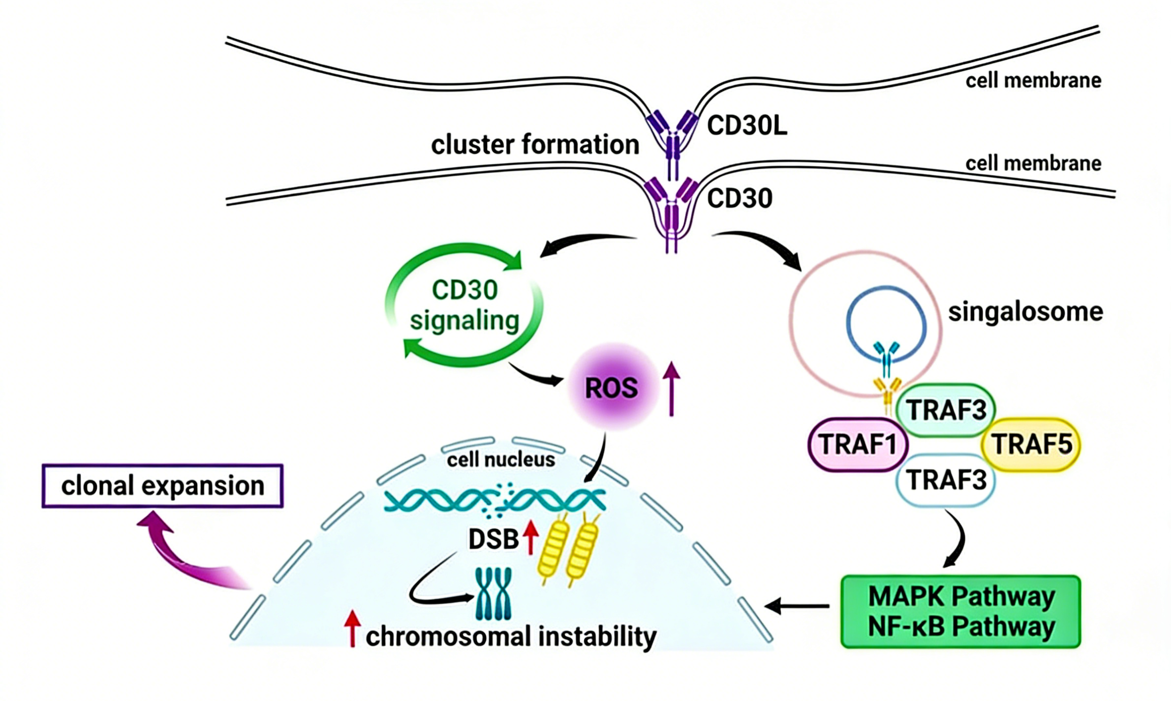 CD30/TNFRSF8:淋巴瘤的关键治疗靶点及其功能研究工具