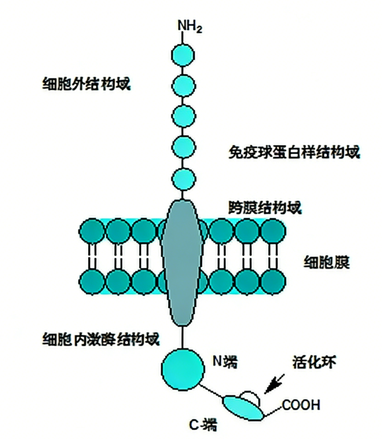 重组Flt-3L蛋白在免疫调节与疾病治疗中的研究进展
