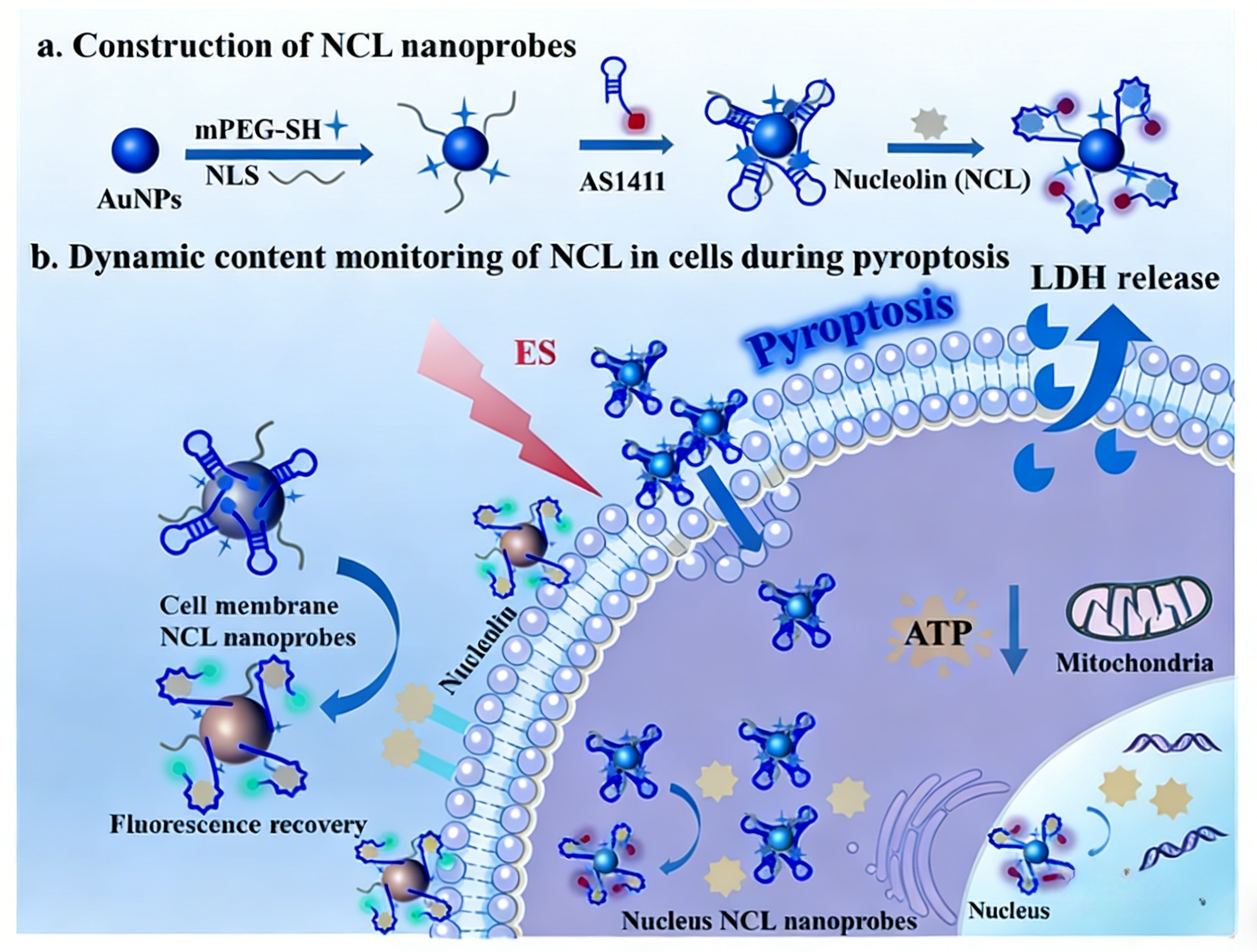 一种基于双功能核仁素蛋白的“信号增强”型荧光纳米探针用于单细胞成像研究