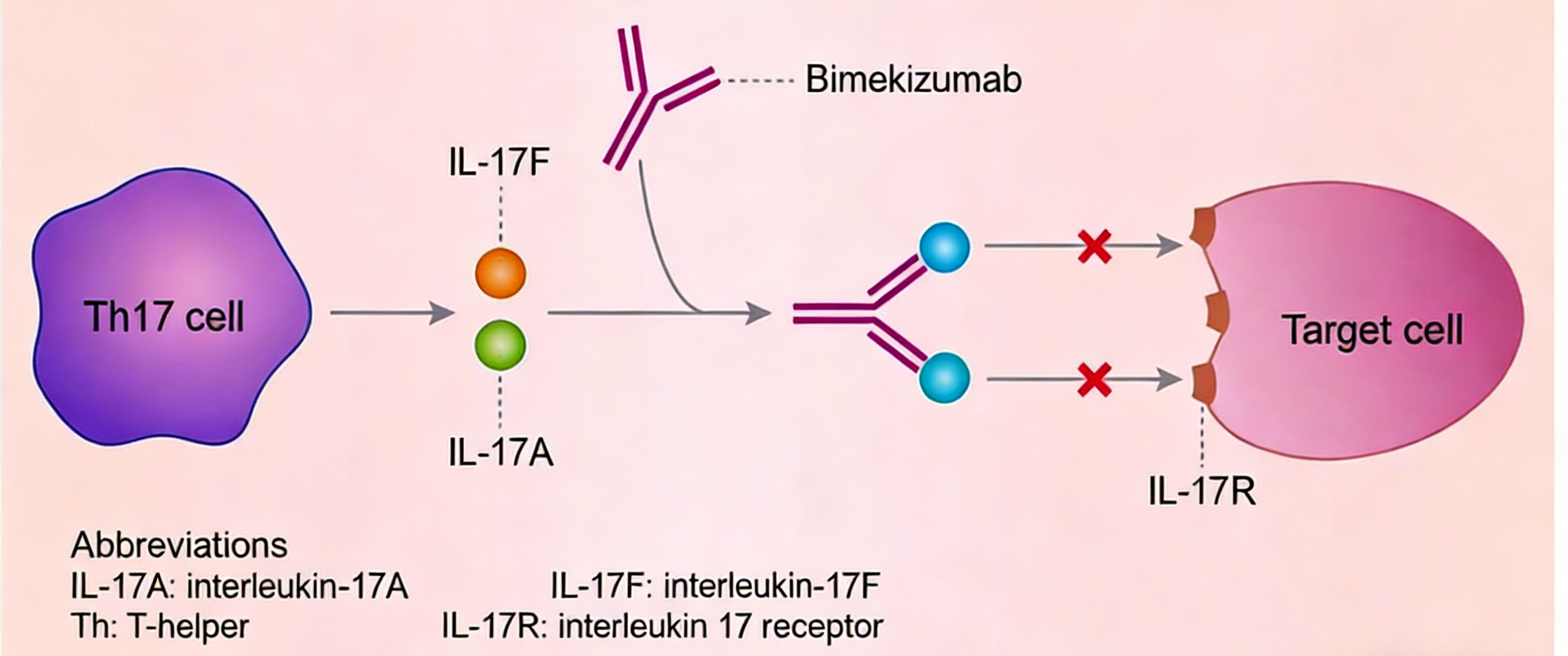 IL-17F：一个关键的炎症驱动因子及其在治疗中的新兴角色