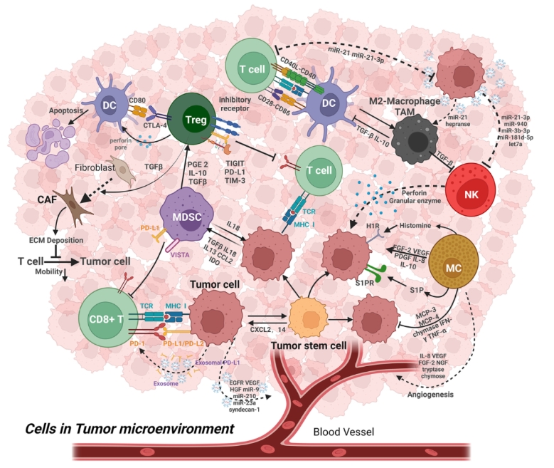 靶向TGF-β2：重塑免疫抑制性肿瘤微环境以增强抗肿瘤免疫
