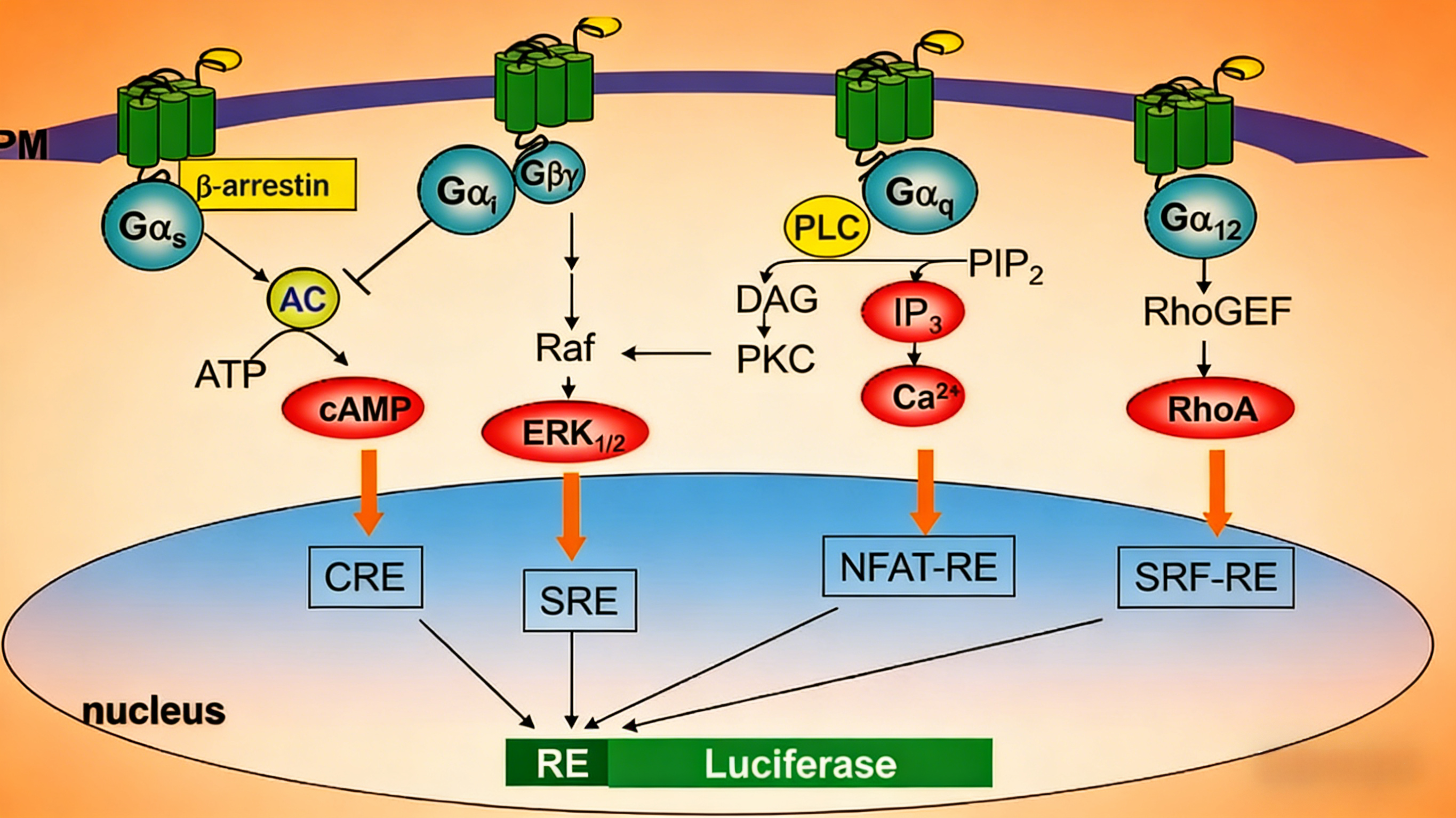基于荧光素酶报告基因系统的信号通路与基因转录活性检测
