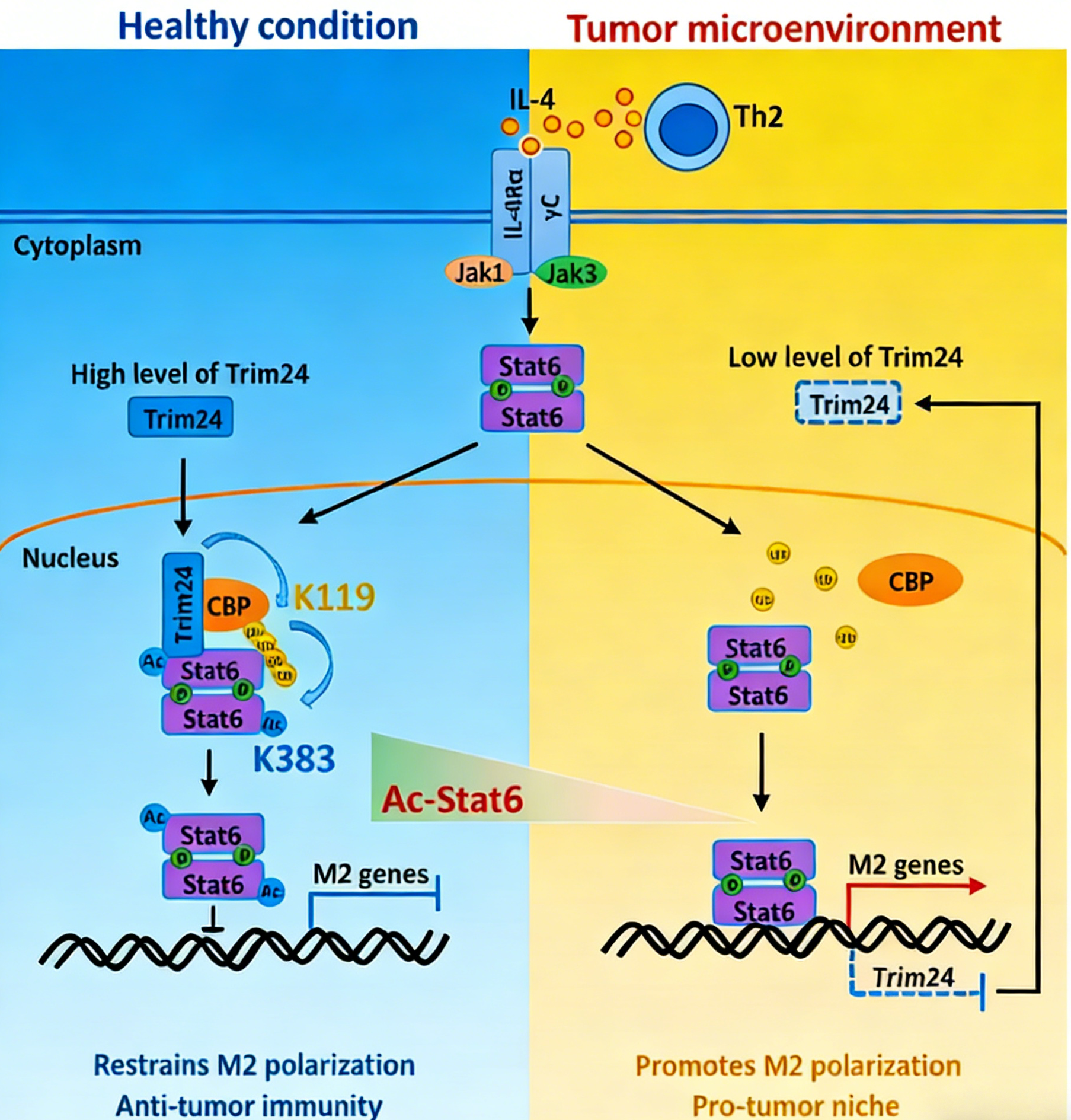 STAT6乙酰化修饰在肿瘤相关巨噬细胞极化调控中的新机制