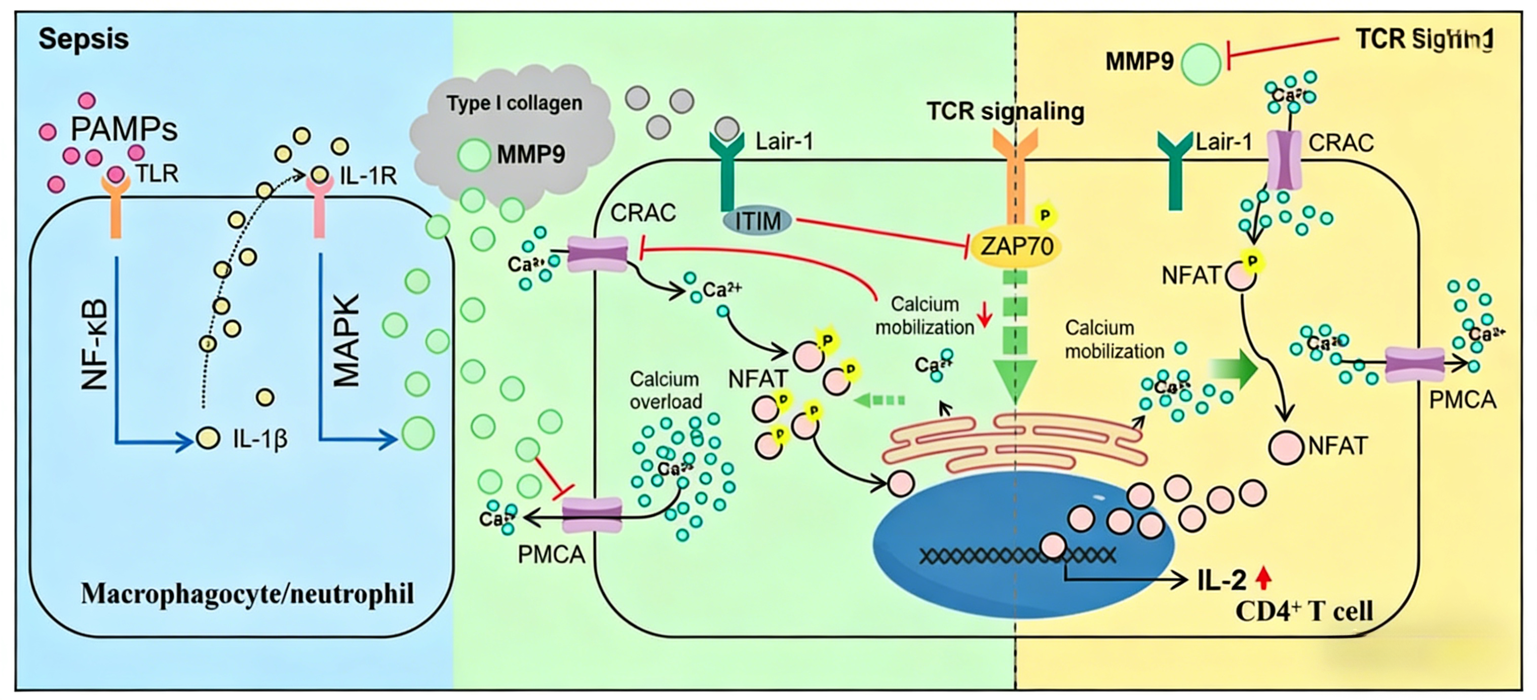 基质金属蛋白酶-9在脓毒症T细胞功能障碍中的机制与干预研究