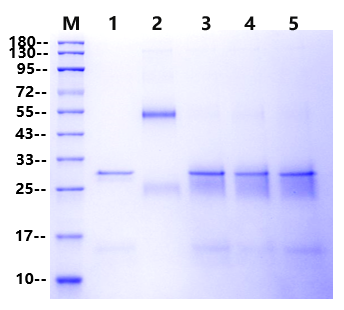 A族链球菌毒力因子：Spe B蛋白酶的结构、功能与临床意义