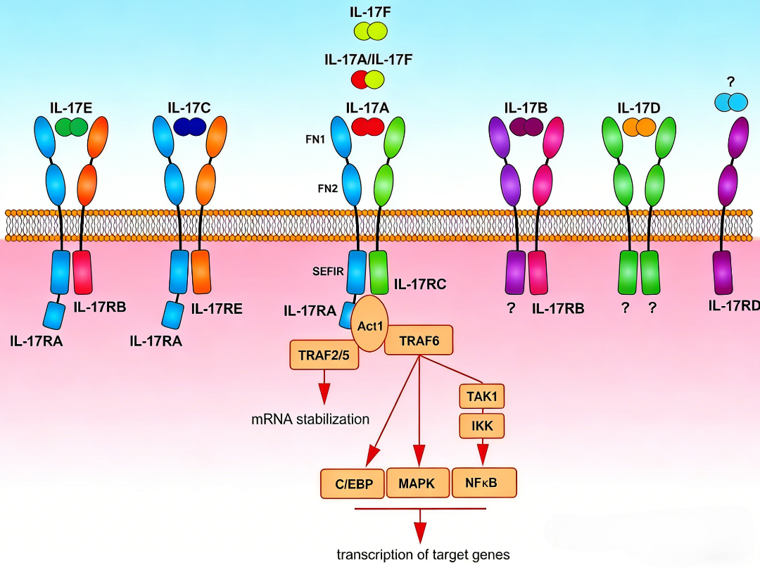 pHAb Thiol Reactive Dye:精准高效的巯基反应性荧光标记工具