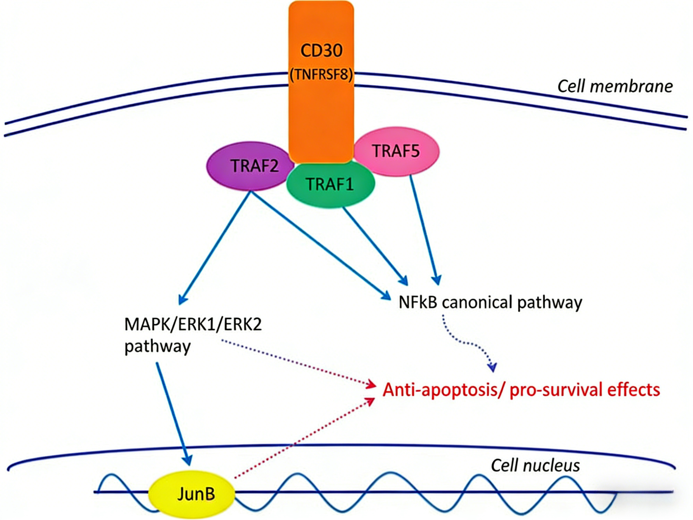 CD30/TNFRSF8作为淋巴瘤免疫治疗靶点的潜力与研究工具
