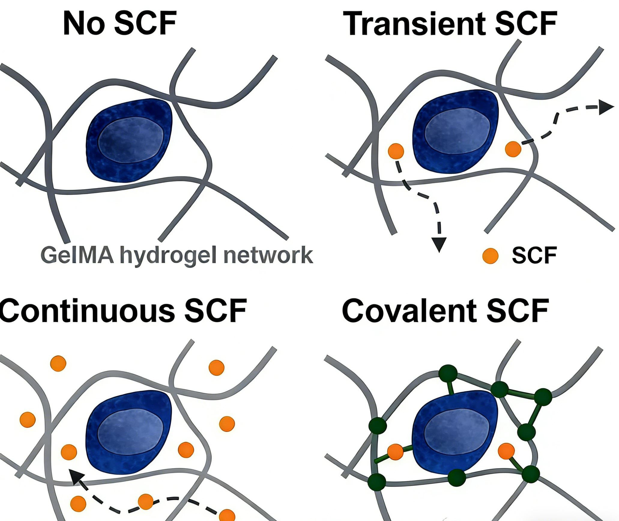 基于SCF His Tag蛋白在水凝胶中实现可控固定及其对造血干细胞的功能调控研究