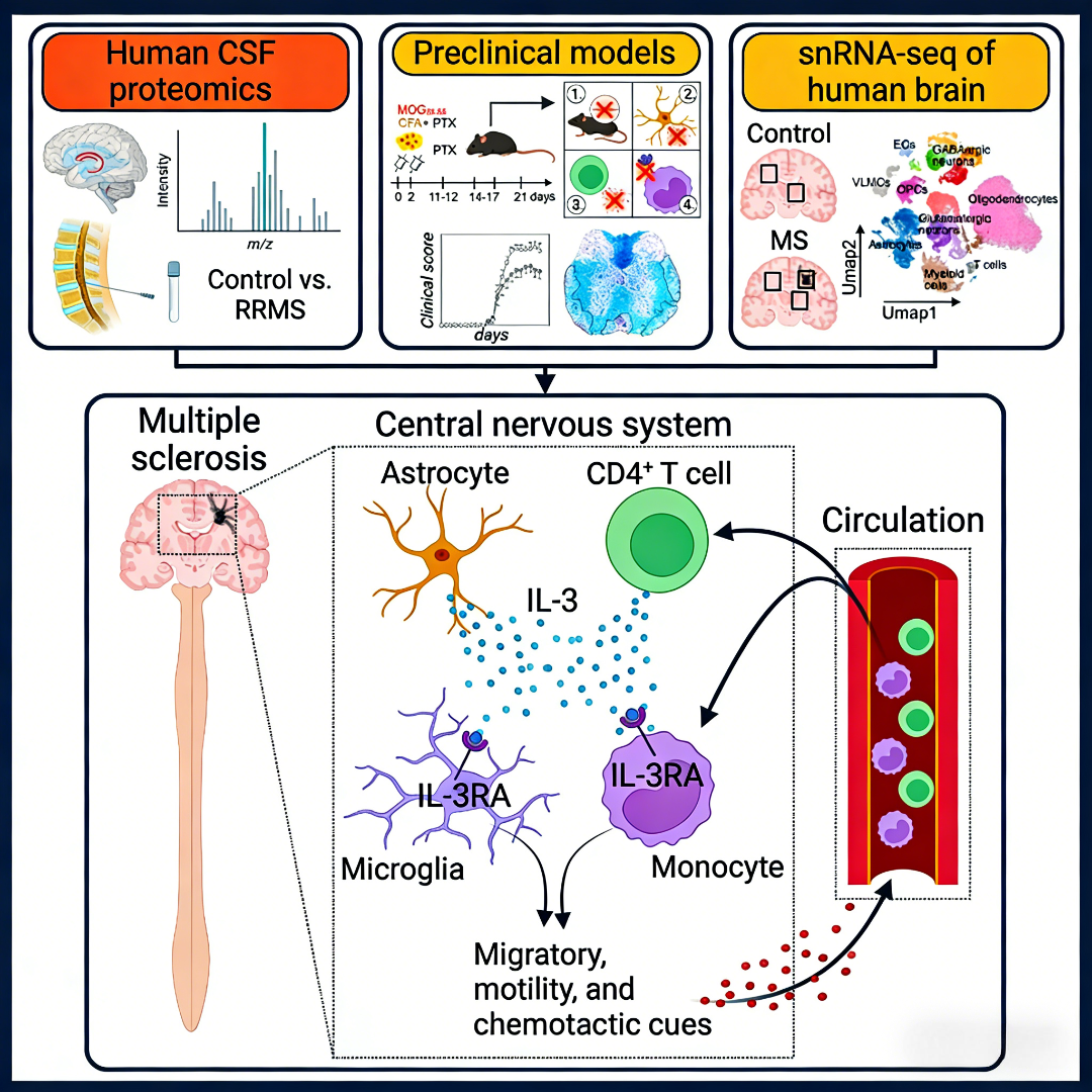 BTN1A1/Butyrophilin Fc Chimera 蛋白：结构与功能研究的重要工具