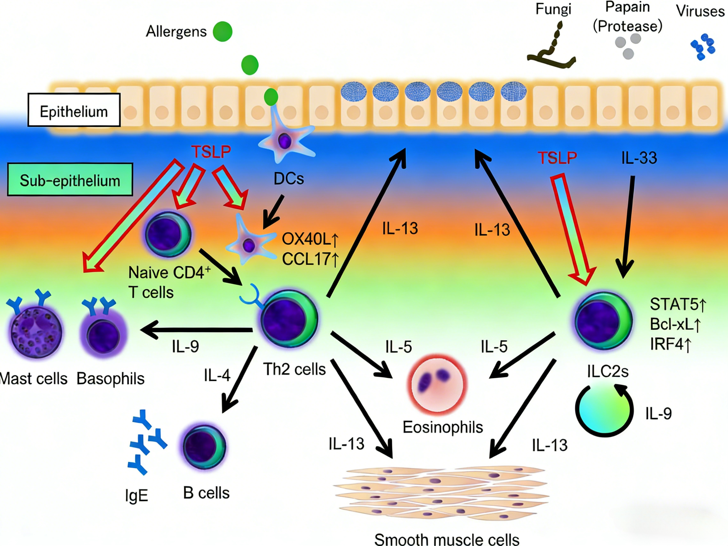 右美托咪定介导IL-13通路改善心脏手术围术期炎症与血流动力学的临床研究