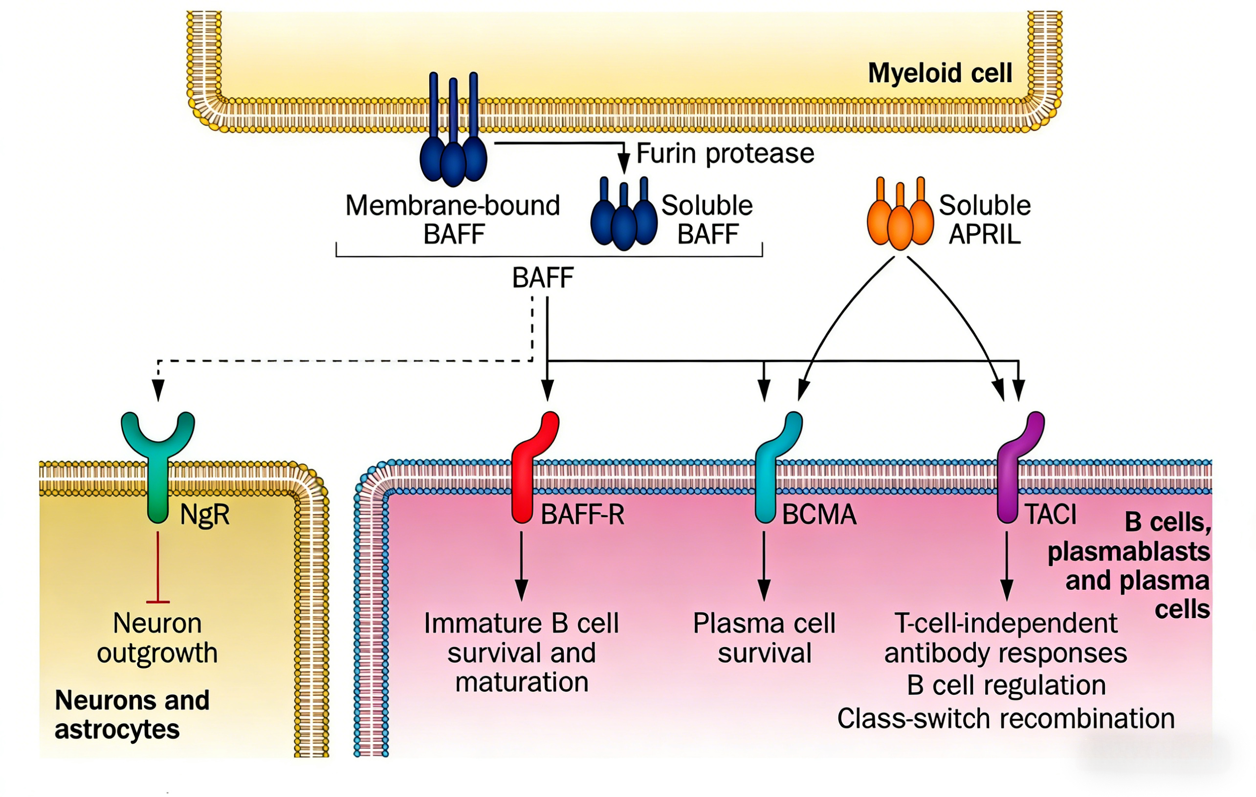 BAFF/APRIL在B细胞发育与自身免疫中的作用及重组蛋白研究工具