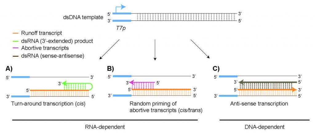 体外转录 mRNA 的 “隐形陷阱”：dsRNA 副产物的应对指南