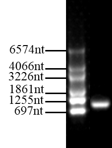 爱必信 Fluc mRNA：活体成像与基因功能研究的实用工具