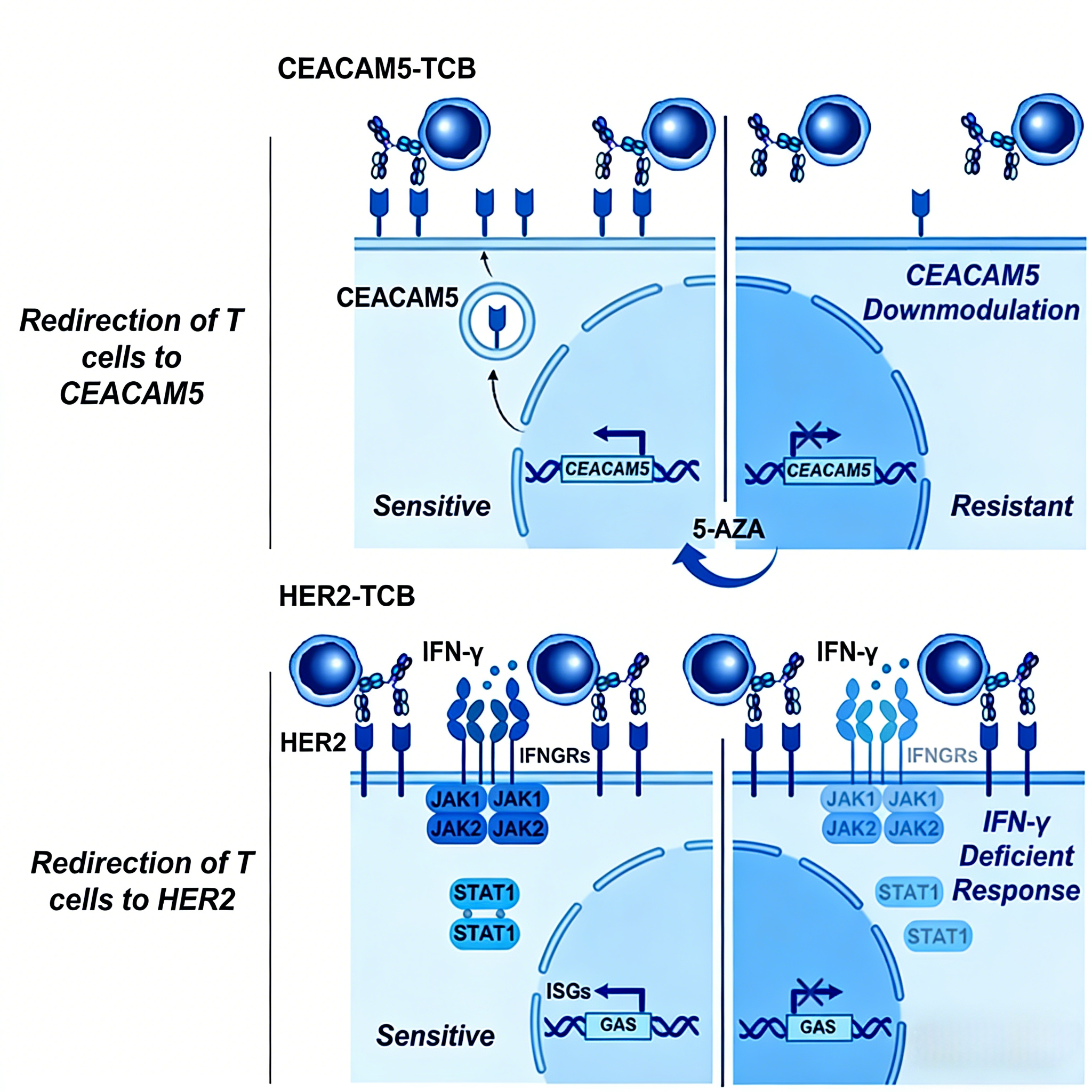 STUB1泛素连接酶调控干扰素-γ受体稳定性及其在肿瘤免疫中的作用机制