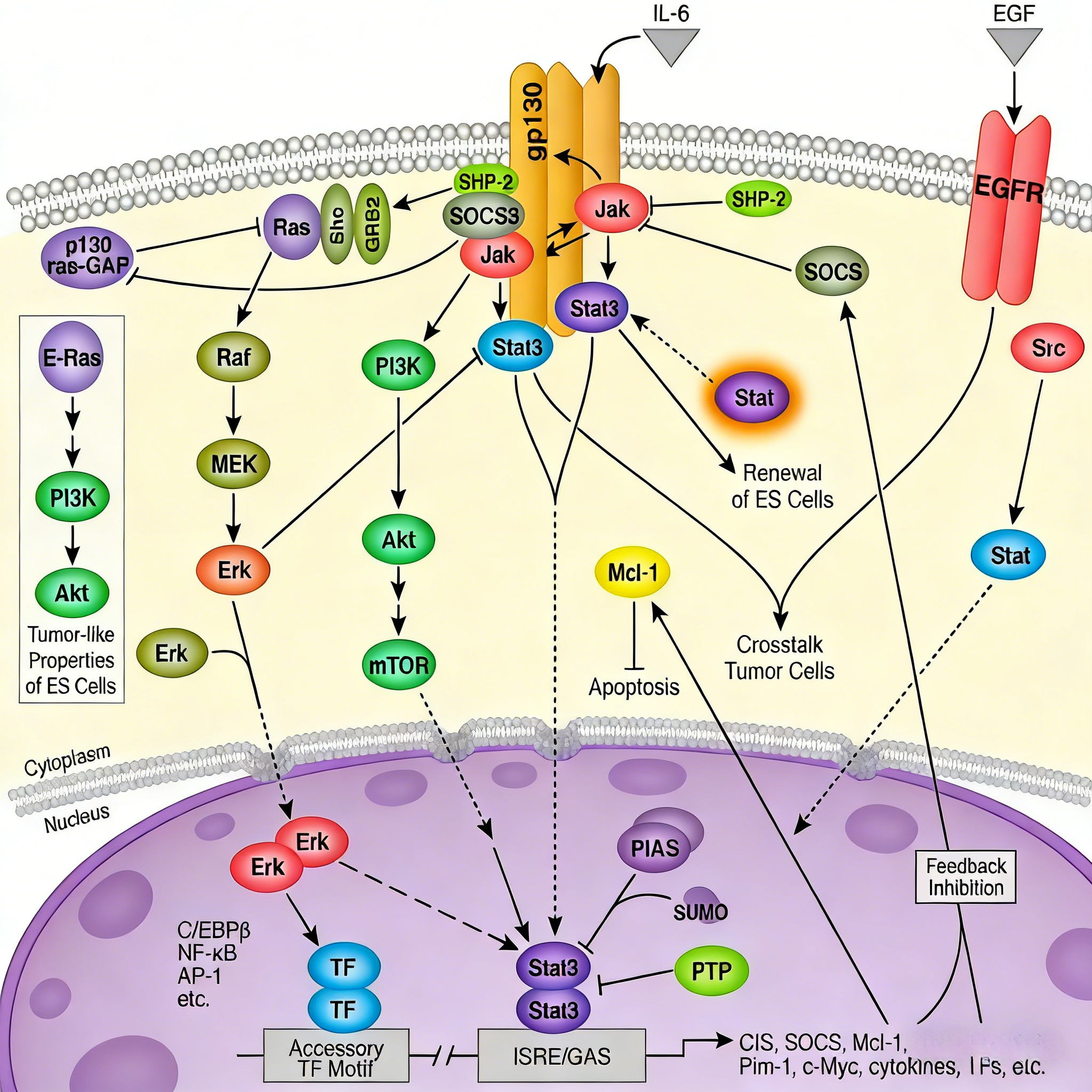 IL-6信号通路：分子机制、生物学功能与疾病关联