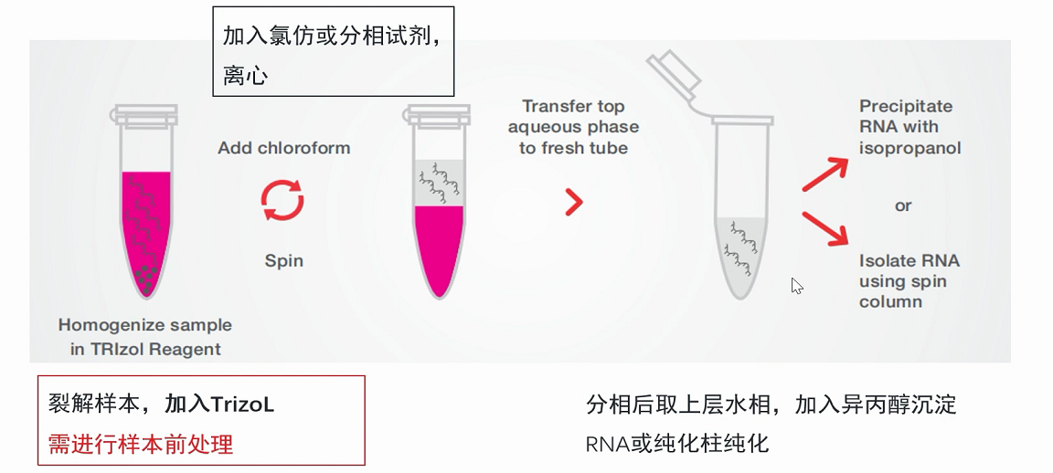 爱必信 RNA 纯化:从分子机制到实验落地的高效方案 - 企业动态 - 丁香通