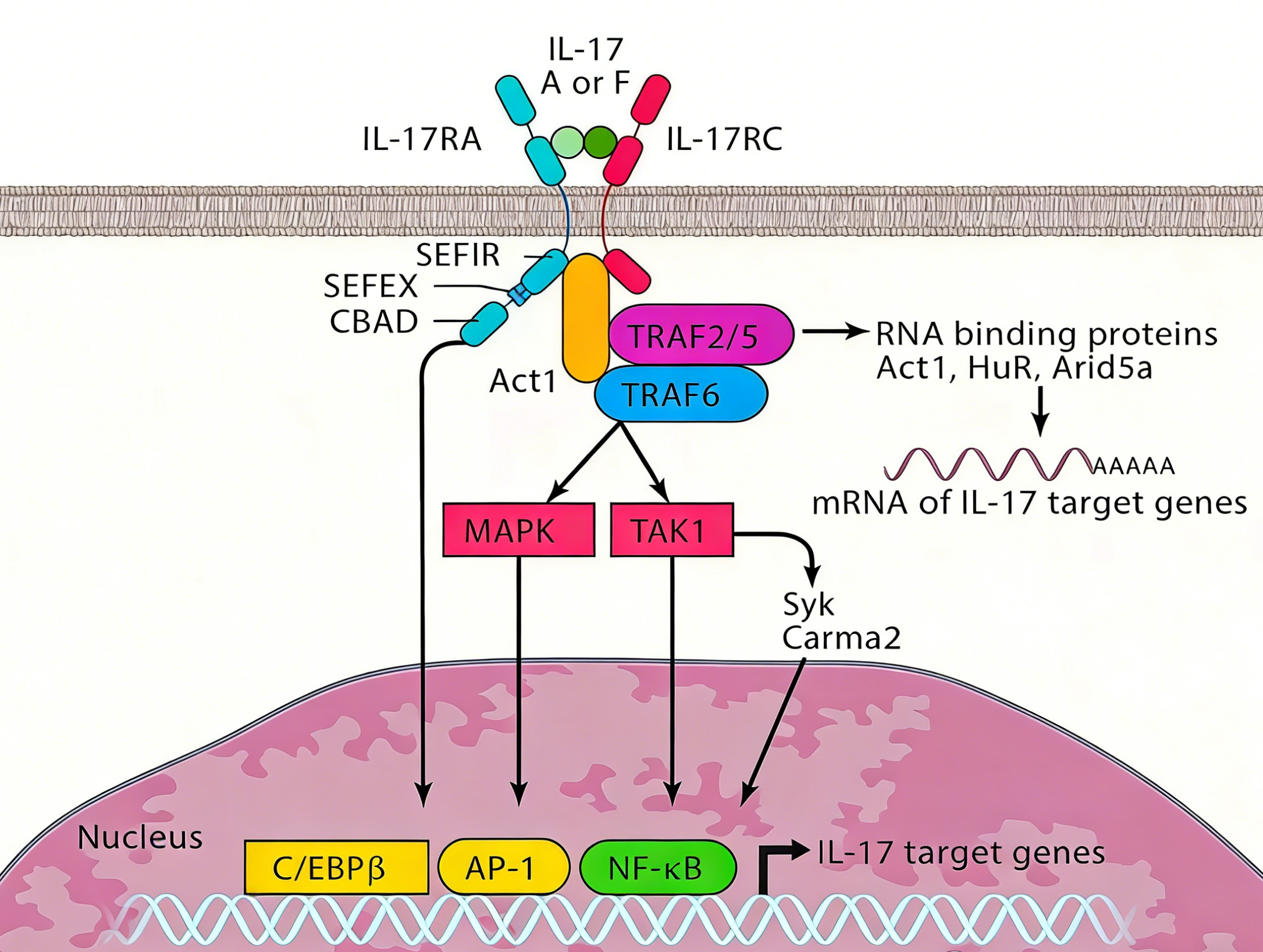 IL-17A：多效性细胞因子在稳态维持与炎症疾病中的双重角色