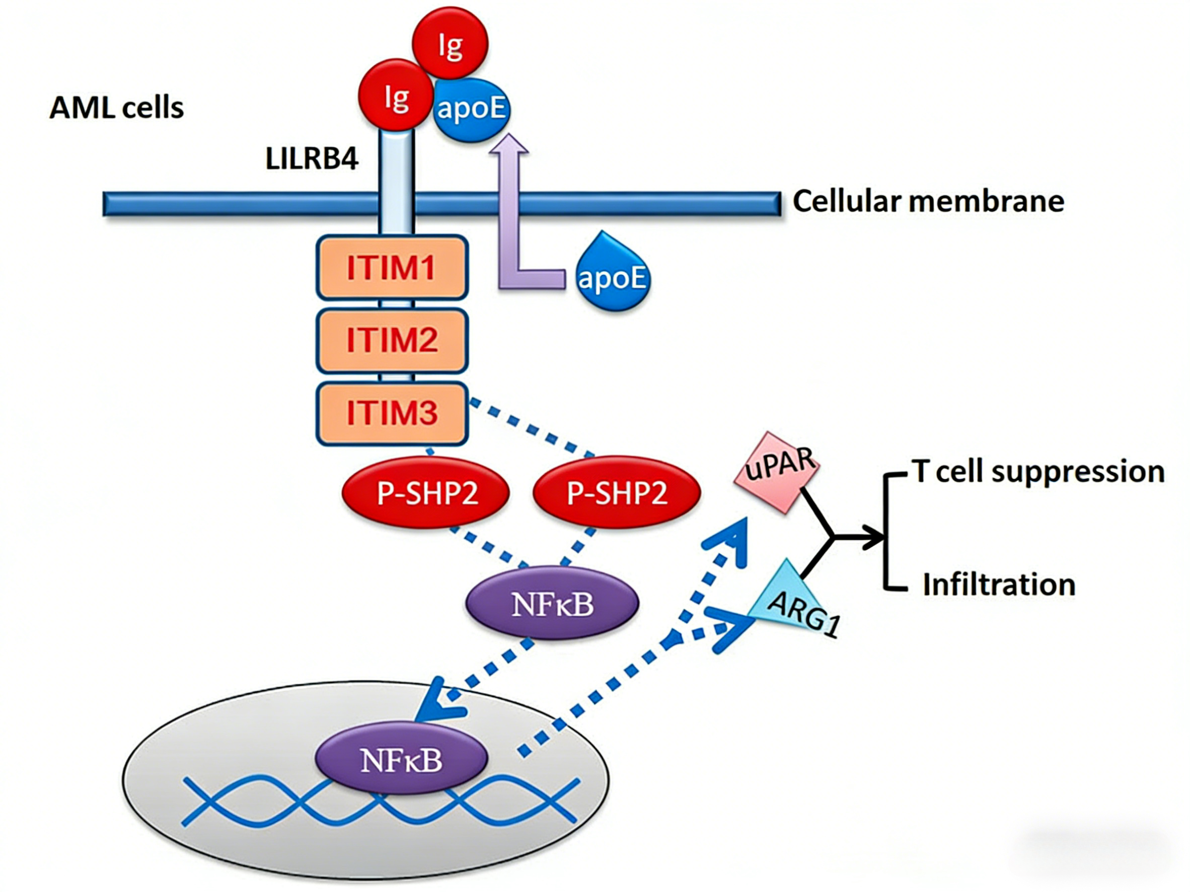 LILRB4：一个具有多重免疫调节功能的新兴治疗靶点