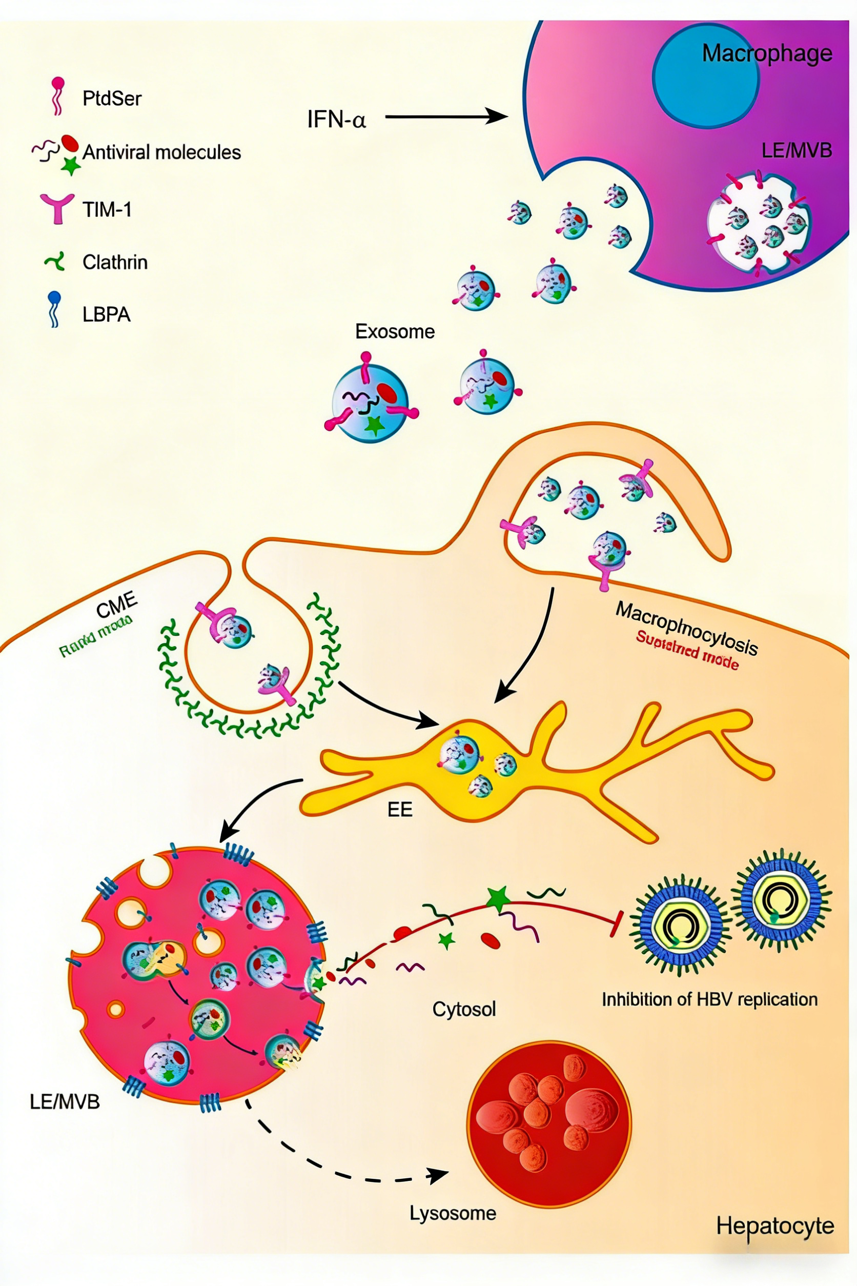 外泌体通过模拟病毒入侵机制传递IFN-α抗病毒信号的机制研究