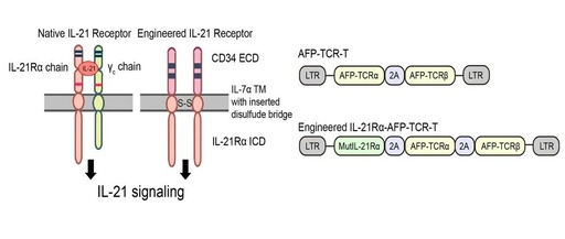 工程化IL-21受体增强TCR-T细胞抗肝细胞癌效力的创新策略