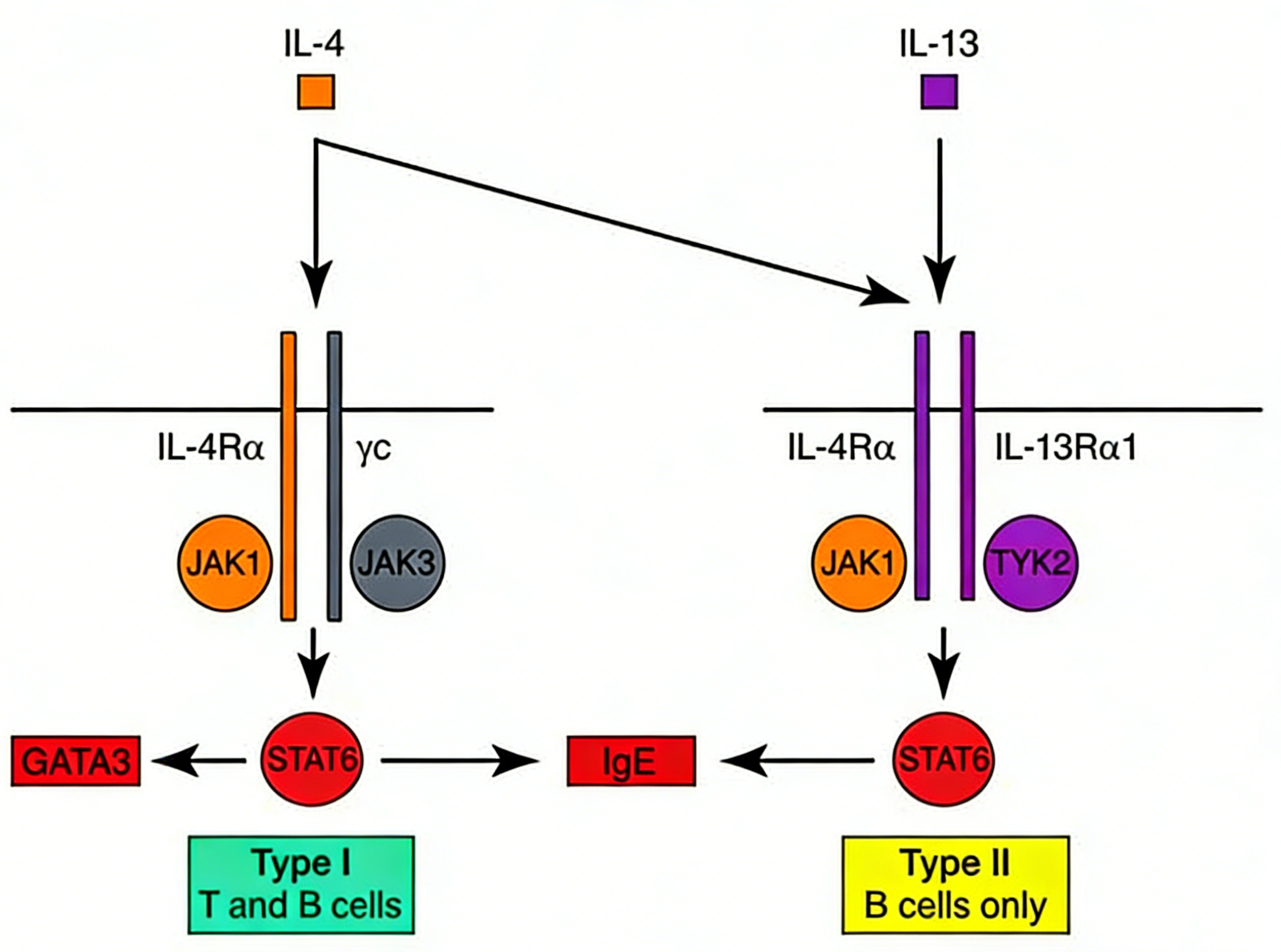 IL-4/IL-13通过调控类固醇合成介导特应性皮炎皮肤脂质代谢异常的机制研究