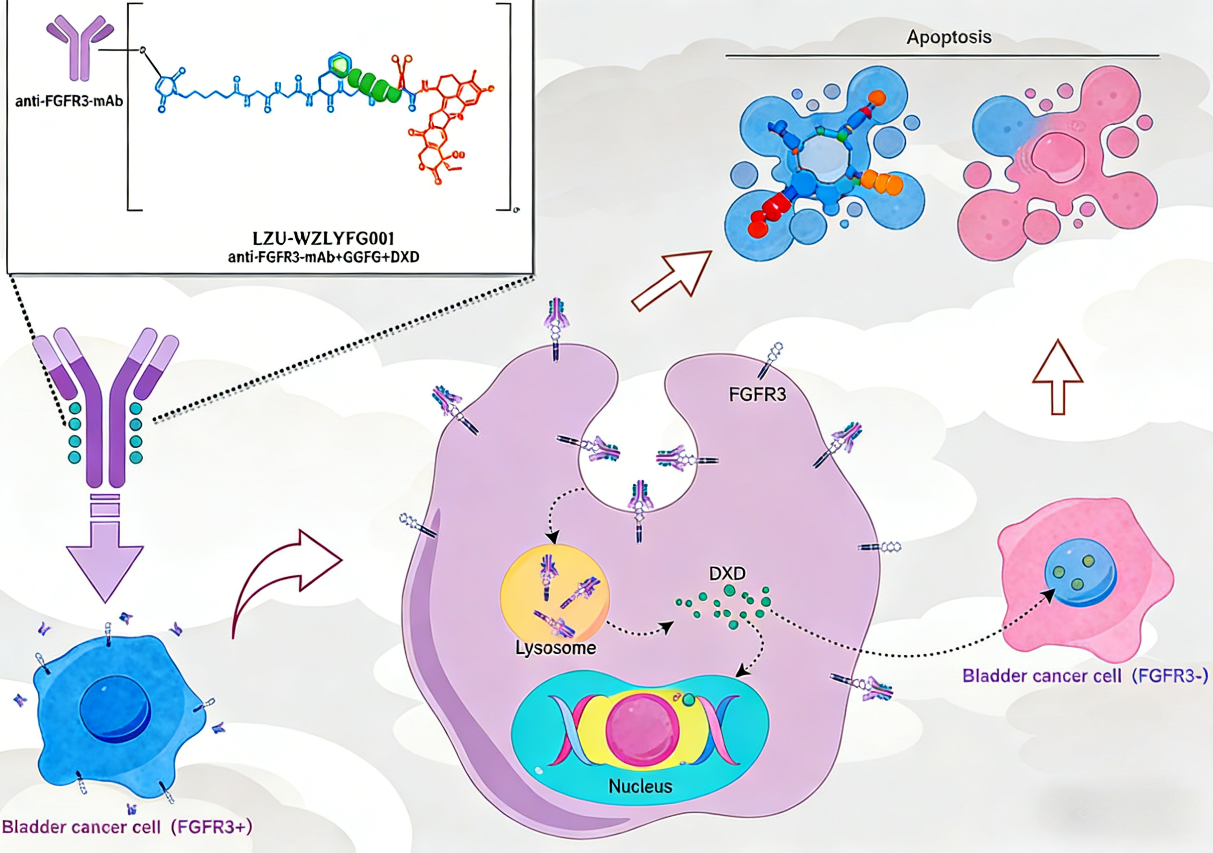 靶向FGFR3的抗体偶联药物在膀胱癌治疗中的研究进展