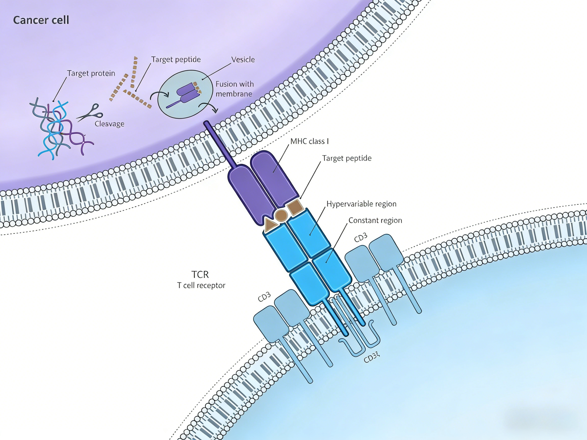 靶向免疫细胞活化的关键调控组件：CD3E&CD3D异二聚体Fc融合蛋白的构建与应用