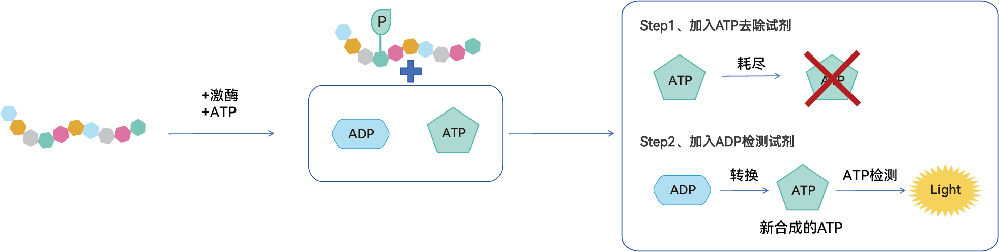分子水平的显微镜——优爱生物发光系列产品