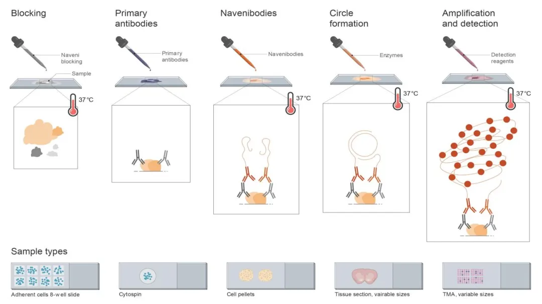 Navinci Naveni™ PLA：解锁蛋白质相互作用的原位可视化技术