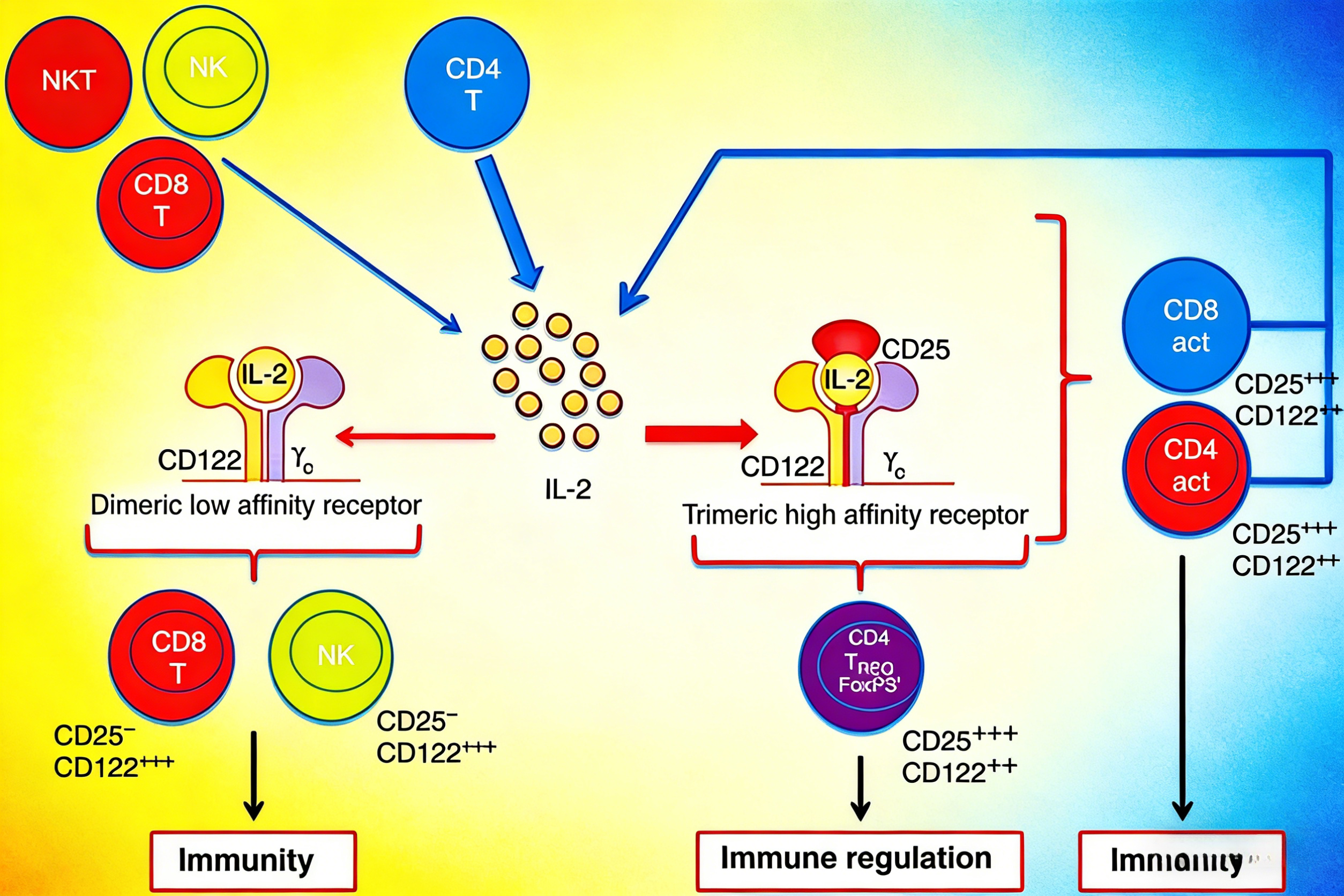 IL-2/IL-2R信号通路的双重调控机制与工程化改造策略