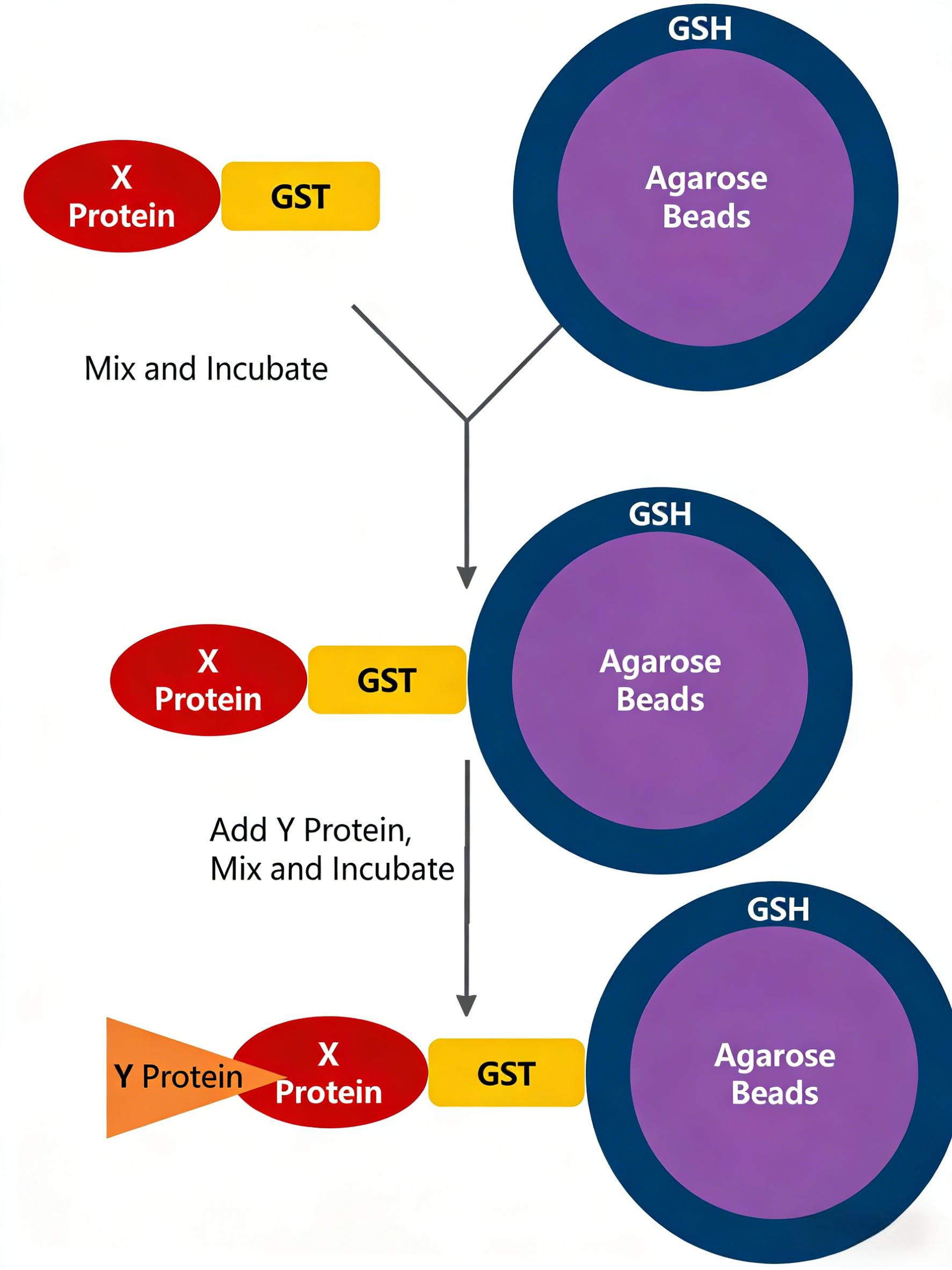 CKS1 GST Tag融合蛋白：细胞周期调控机制研究的核心工具