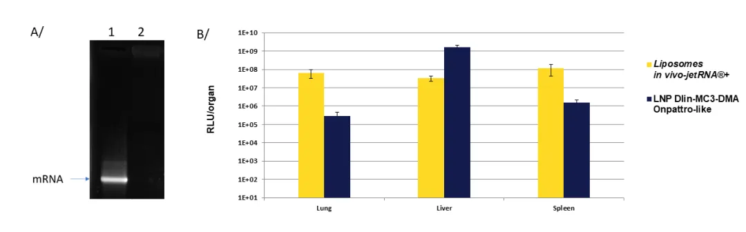 Polyplus in vivo-jetRNA®+：高效稳定的 mRNA 活体递送新选择