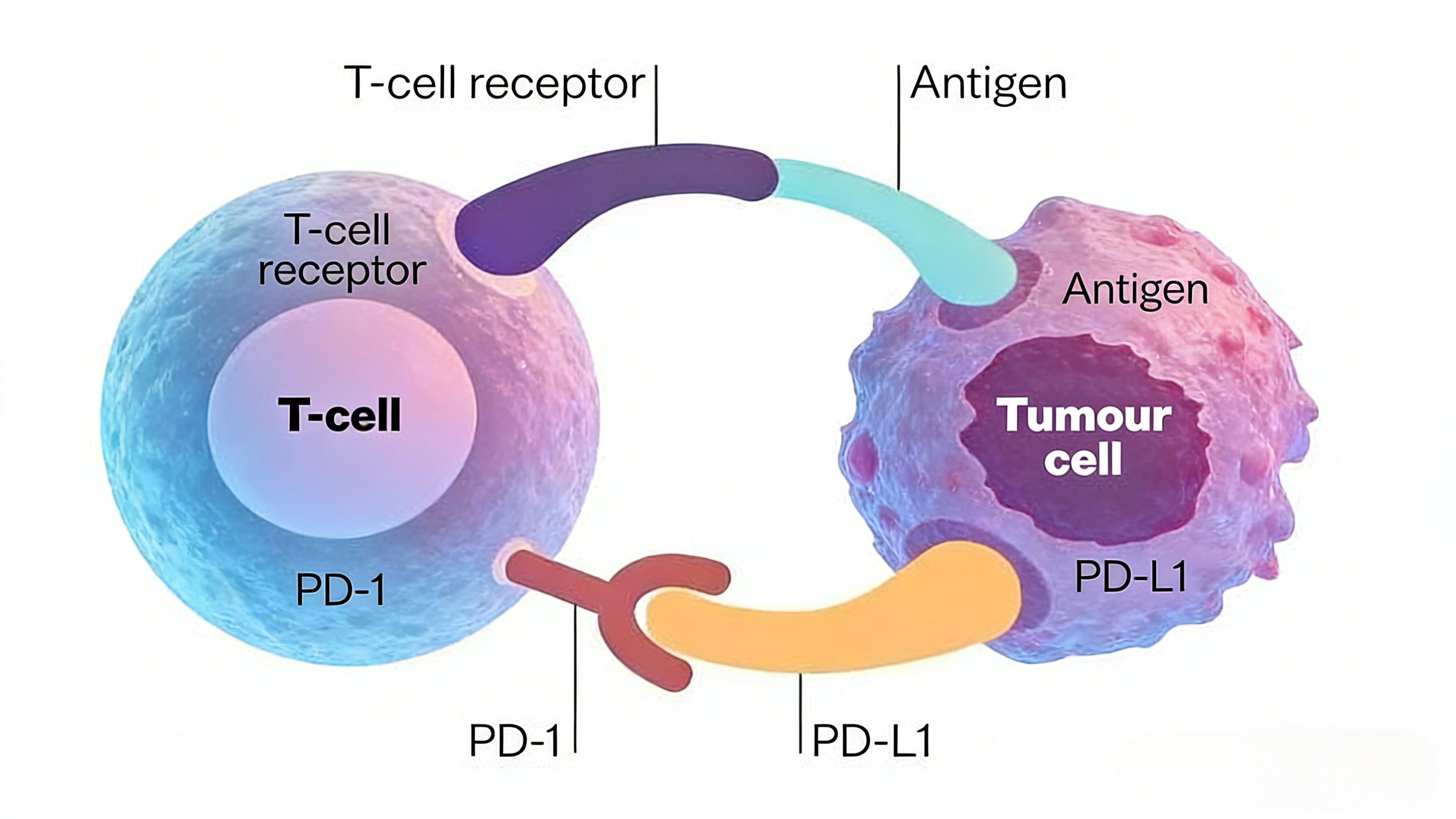 免疫检查点抑制剂疗效预测的生物标志物