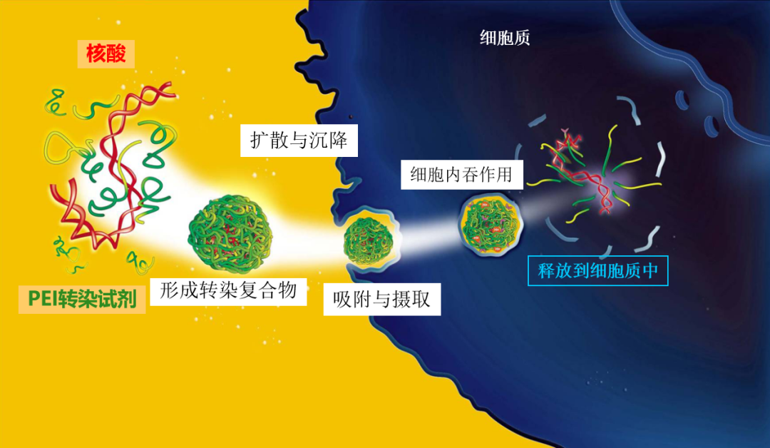 Polyplus 活体转染：突破体内核酸递送的高效方案
