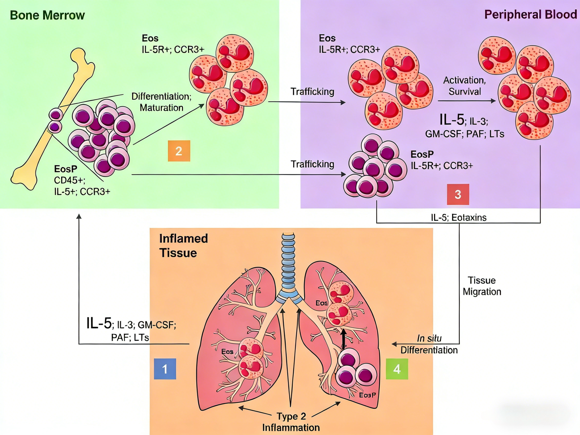 白细胞介素-5（IL-5）的分子特性与免疫调节功能
