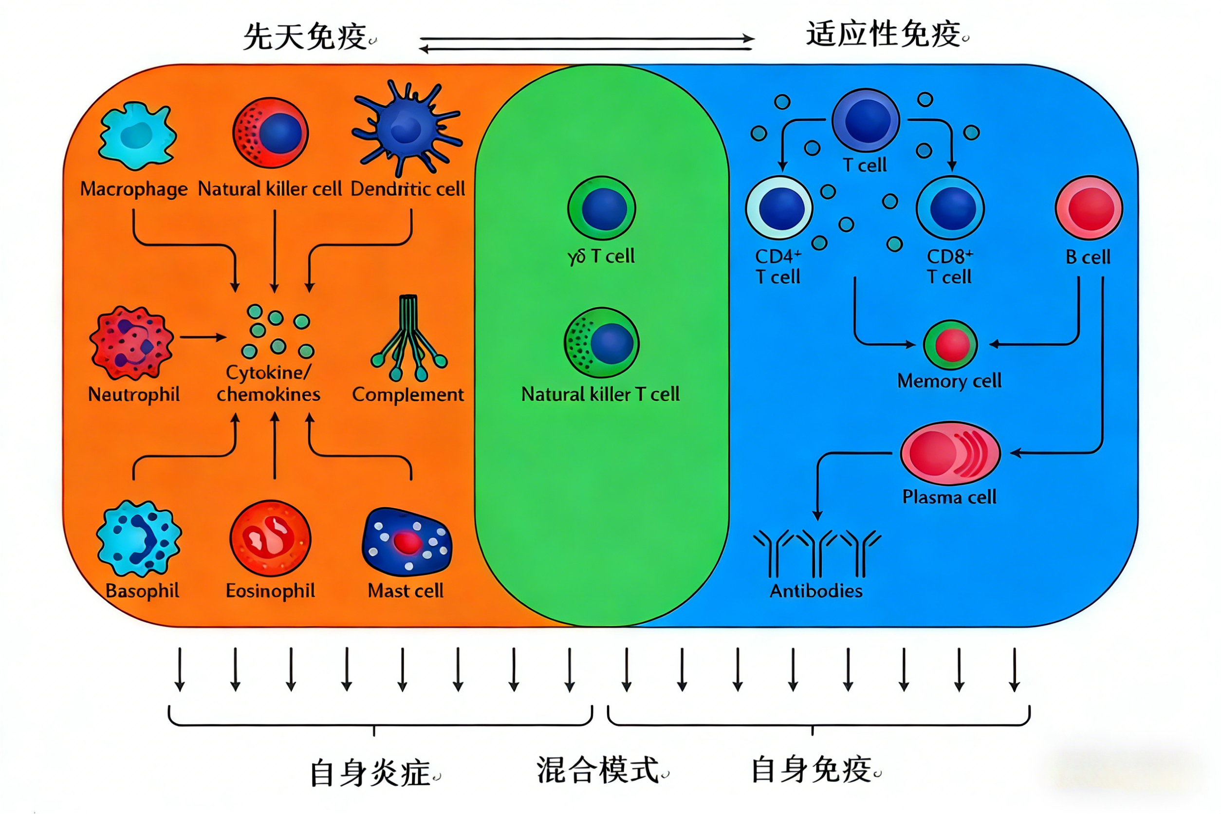 白细胞介素-2:Treg细胞稳态调控与自身免疫病治疗新策略