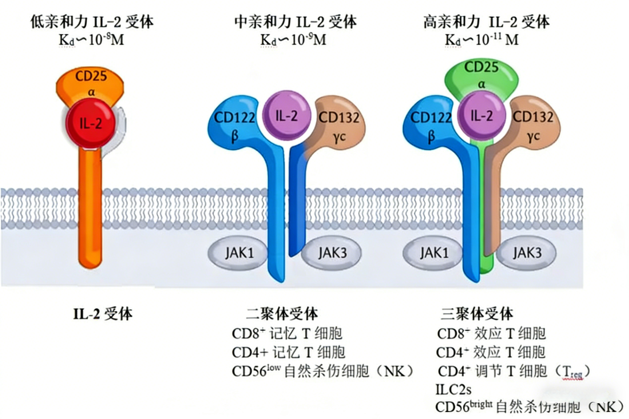 人IL-2及IL-2R的生物学特征与检测试剂盒的临床应用价值