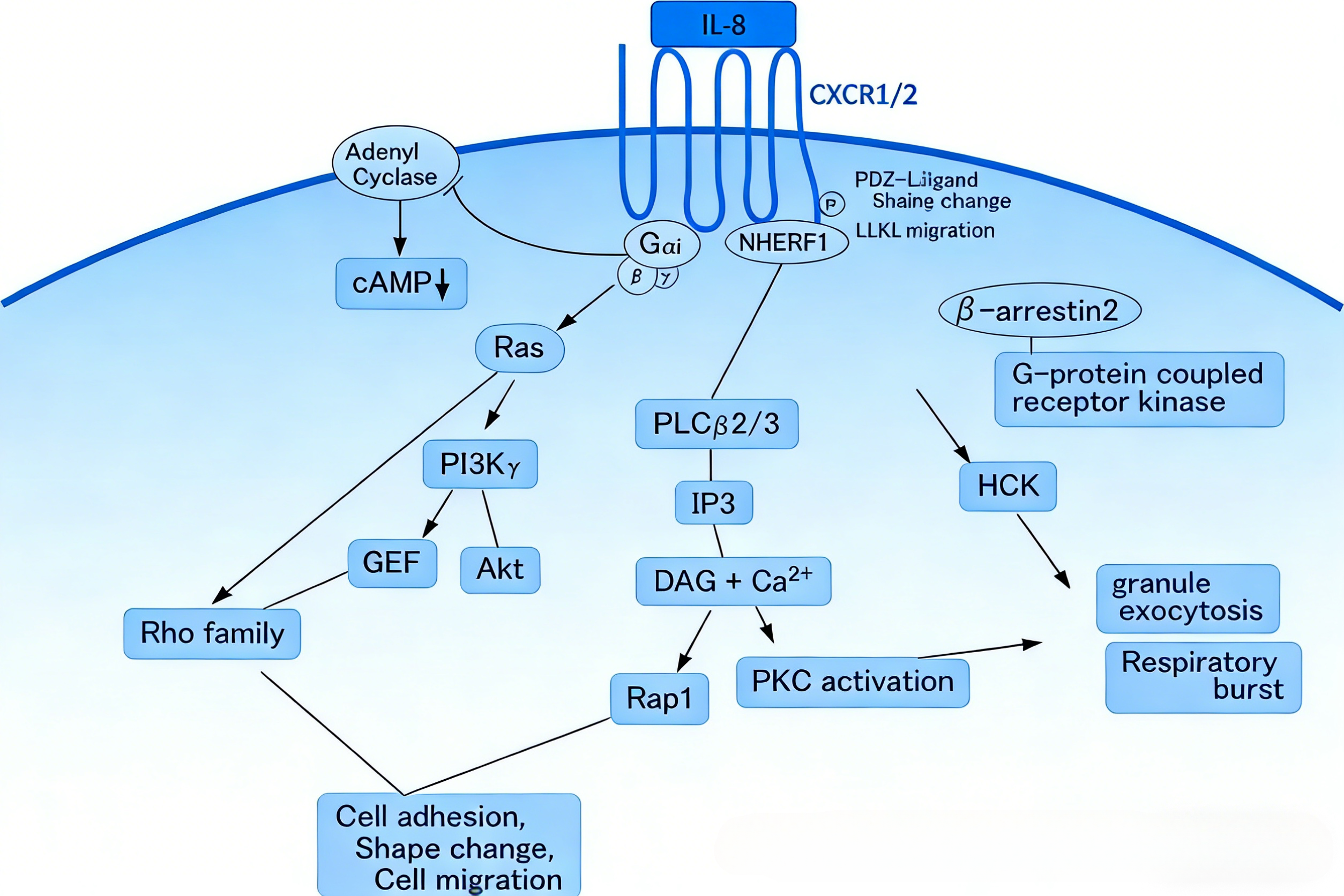白细胞介素-8的分子特征及其在炎症相关疾病中的作用
