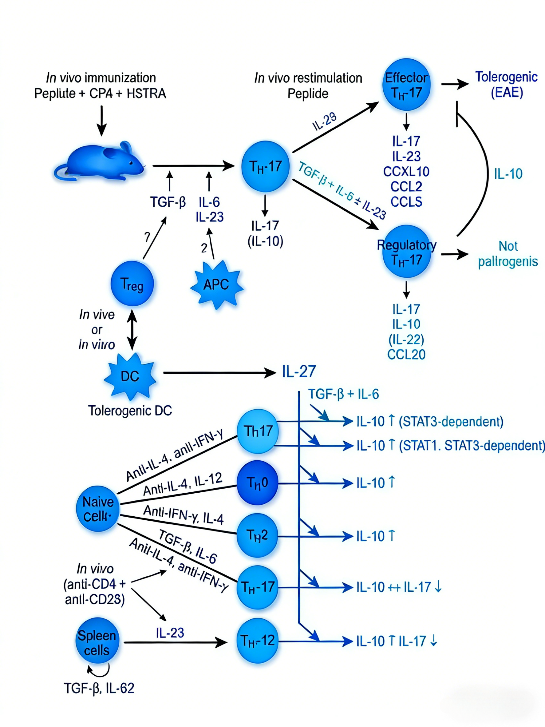 白细胞介素-10信号通路的分子机制与免疫调节功能