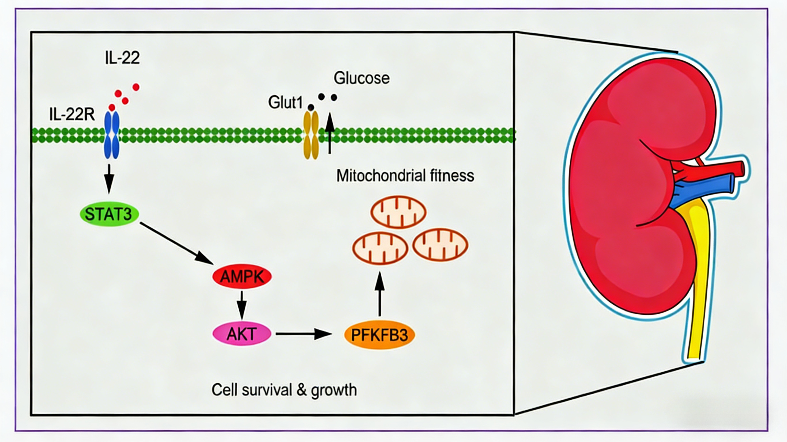 IL-22通过PFKFB3介导肾代谢重编程改善肾损伤的机制研究
