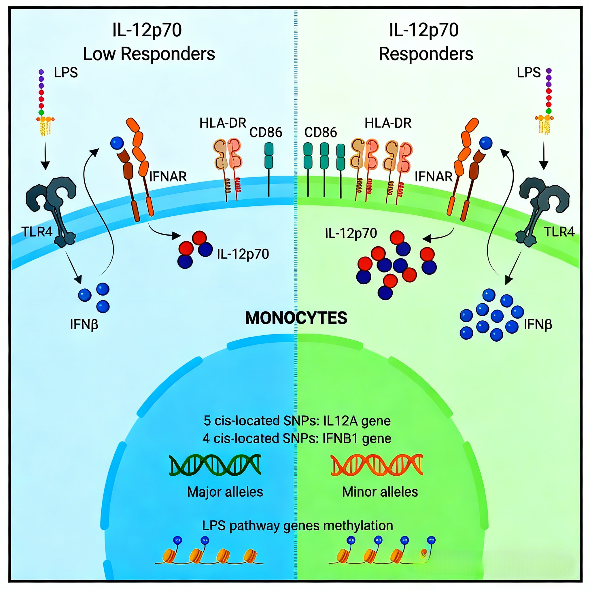 IFN-β调控TLR4通路下游IL-12p70分泌的机制研究