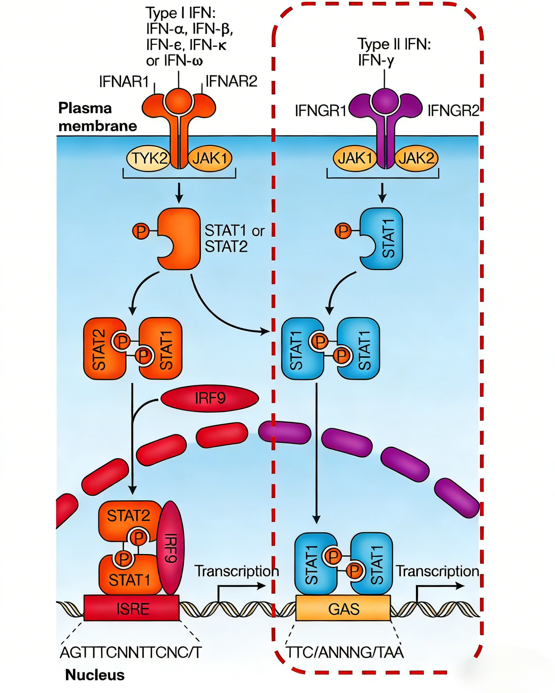 低剂量干扰素-γ诱导非小细胞肺癌肿瘤细胞干性的机制研究