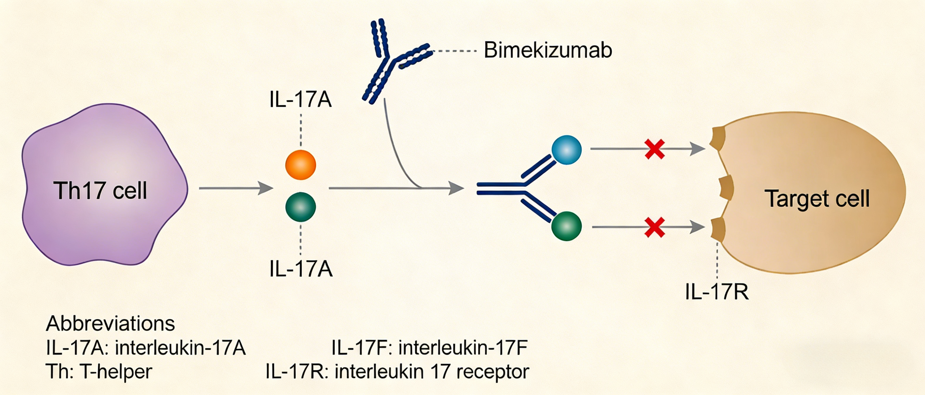 IL-17A/IL-17F双重中和抗体的研发进展与机制研究