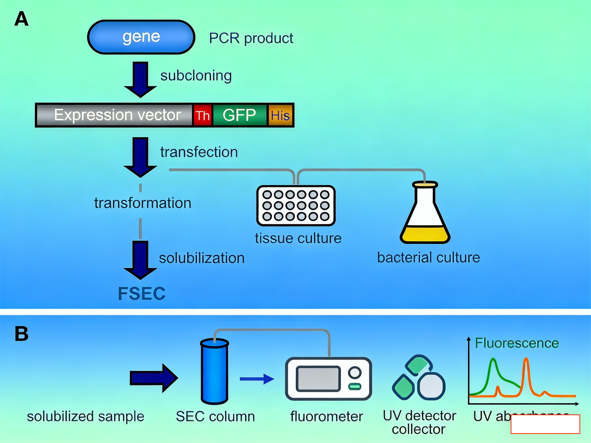 膜蛋白研究核心工具：FSEC 荧光检测尺寸排阻色谱技术