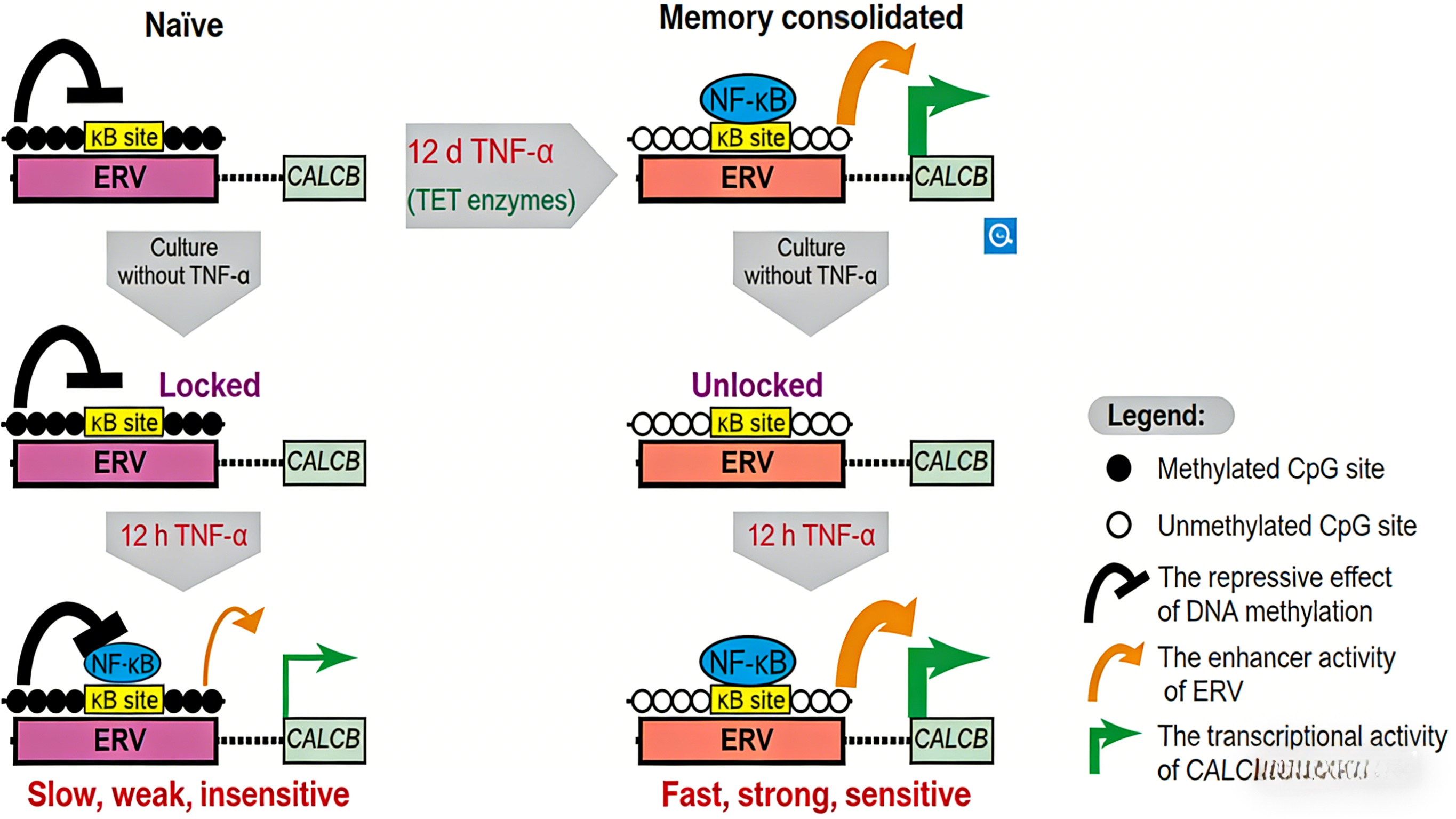 TNF-α介导的炎症响应转录记忆现象及其分子机制研究