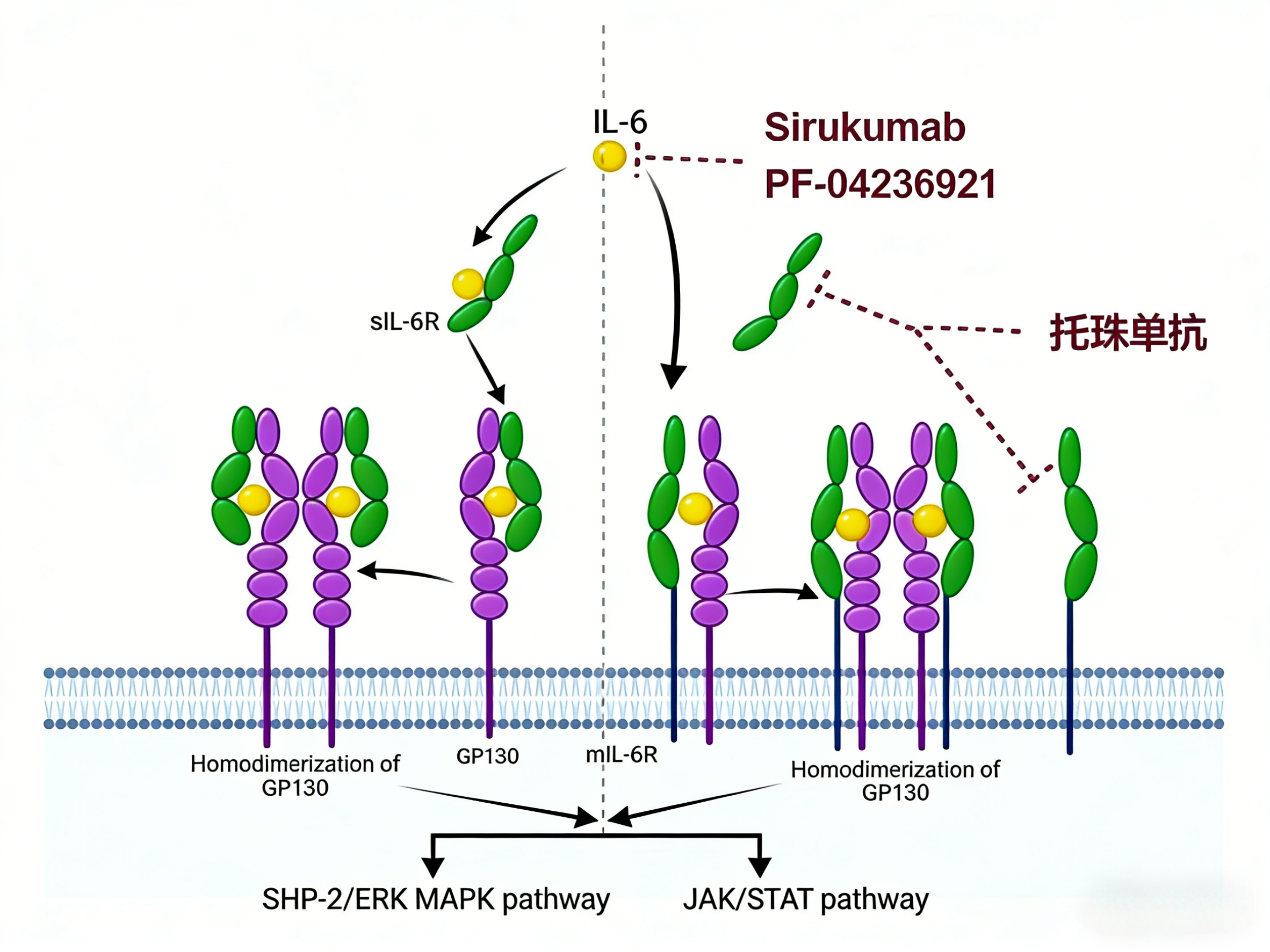 人TNF-β试剂盒（HICA）的技术原理与应用研究